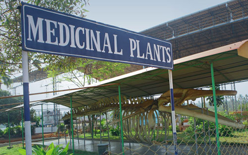medical_plants